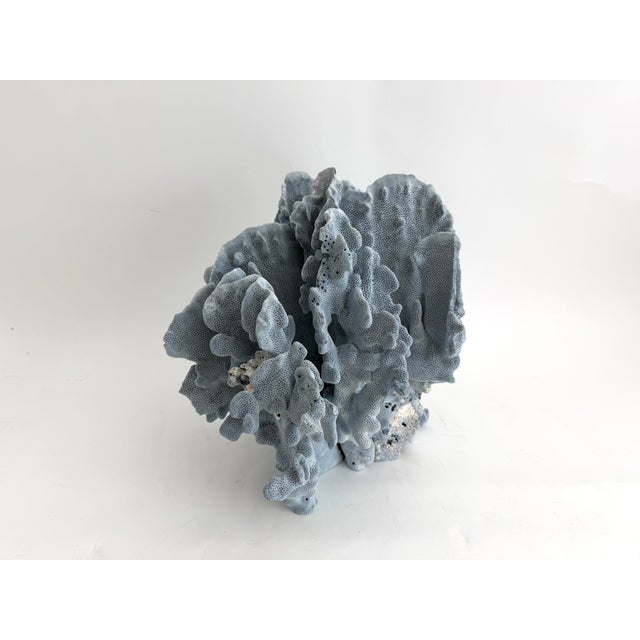 Shell Stately Natural Blue Coral Specimen Coastal Decor For Sale - Image 7 of 9