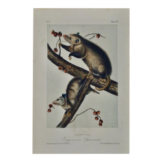 Audubon Virginian Opossum: An Original Audubon Hand-Colored Lithograph, 1849-1854 For Sale