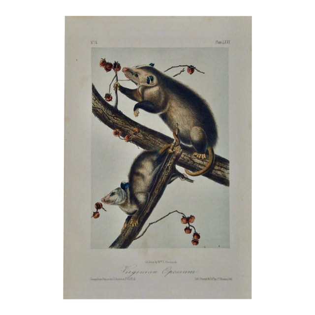 Audubon Virginian Opossum: An Original Audubon Hand-Colored Lithograph, 1849-1854 For Sale