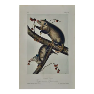 Audubon Virginian Opossum: An Original Audubon Hand-Colored Lithograph, 1849-1854
