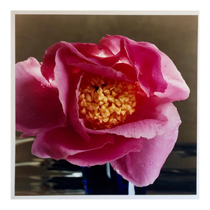 A Bientot, Large Format Pink Flower Photo 24X20 Color Photograph Beach House RI, 2005