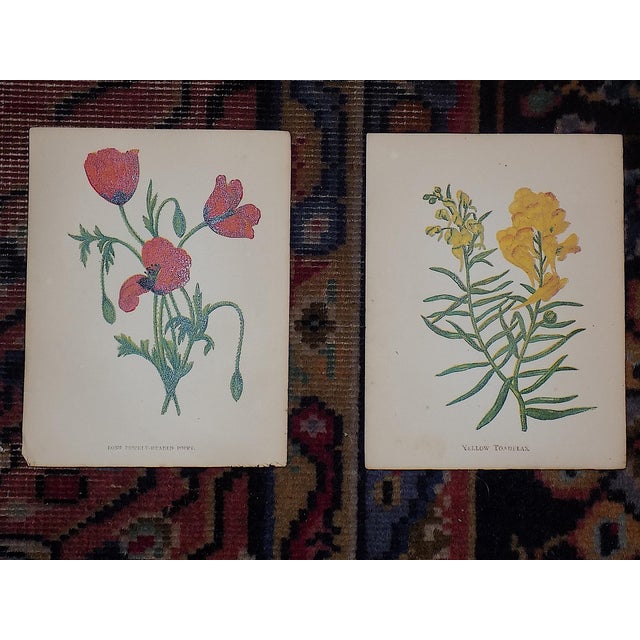 Printmaking Materials Antique 19th Century Anne Pratt Botanical Chromolithographs - Set of 12 For Sale - Image 7 of 10