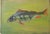 Carl H. Berberich, Swimming Perch in Green Water, 1916, Oil Painting on Canvas For Sale - Image 11 of 11