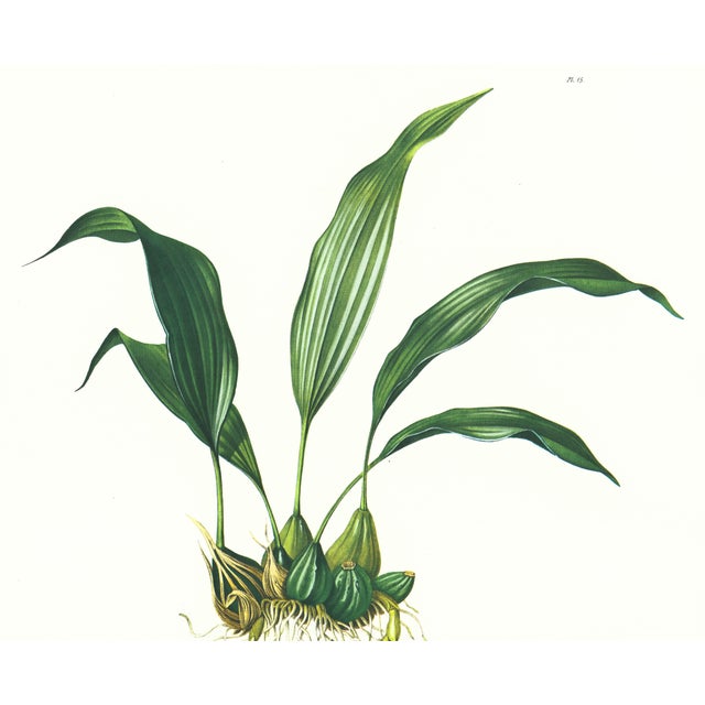 Limited edition reproduction print of one of the most famous botanical works ever produced, "The Orchidaceae of Mexico and...
