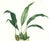 Limited edition reproduction print of one of the most famous botanical works ever produced, "The Orchidaceae of Mexico and...