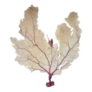 Giant Natural Caribbean Sea Fan For Sale