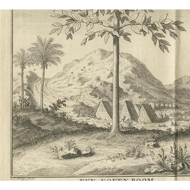 Paper Engraving of Coffee, Aloe, and Date Trees, Netherlands, 1730, Paper For Sale - Image 7 of 10