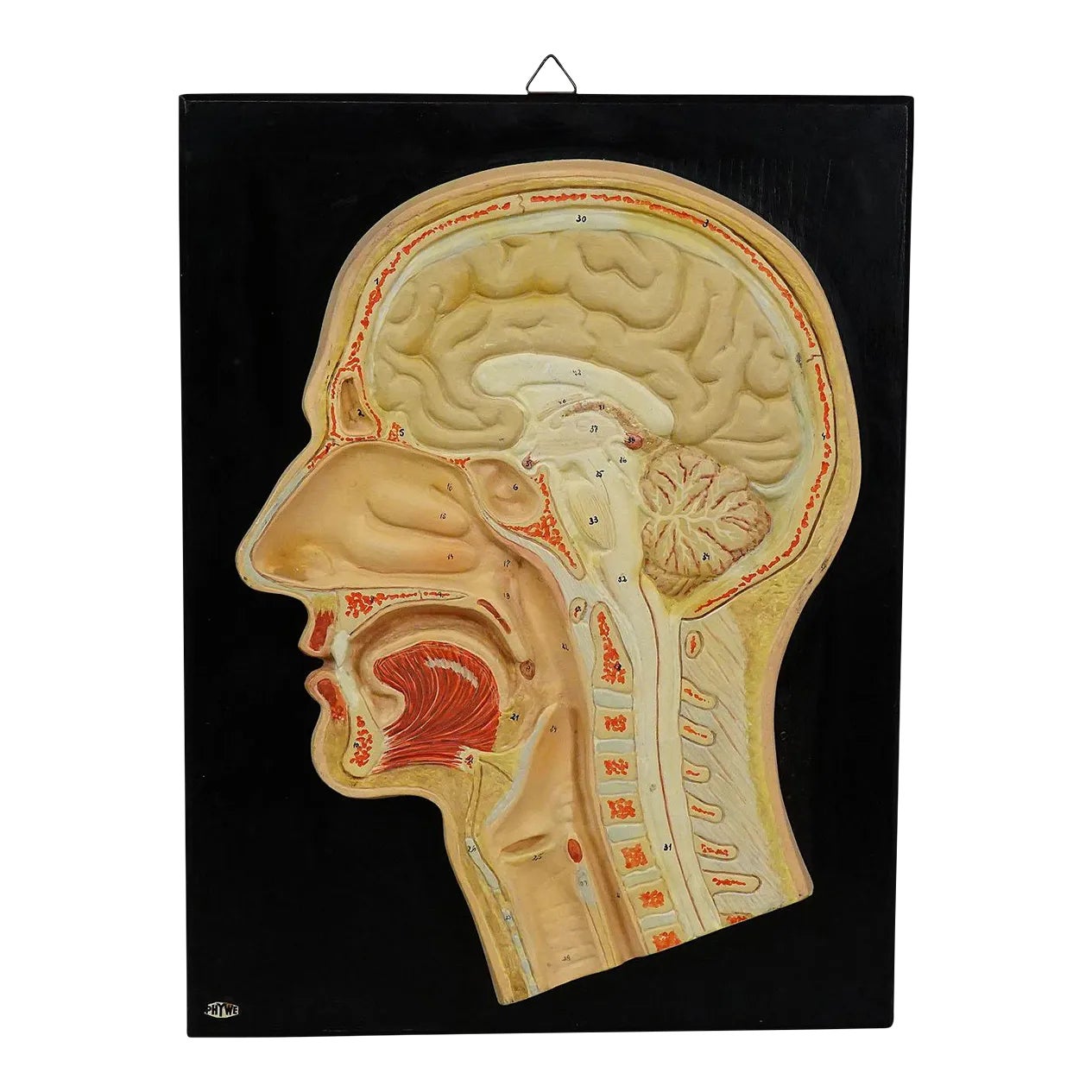 Antique Teaching Aid - Median Incision of the Human Head by Phywe ...