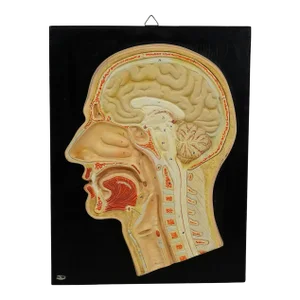 Antique Teaching Aid - Median Incision of the Human Head by Phywe