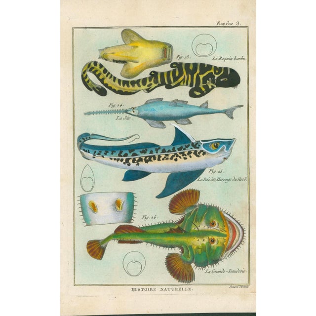 Original antique French natural-history fish plate, Planche 8, depicting unusual marine species including Le Requin barbu,...