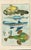 Original antique French natural-history fish plate, Planche 8, depicting unusual marine species including Le Requin barbu,...