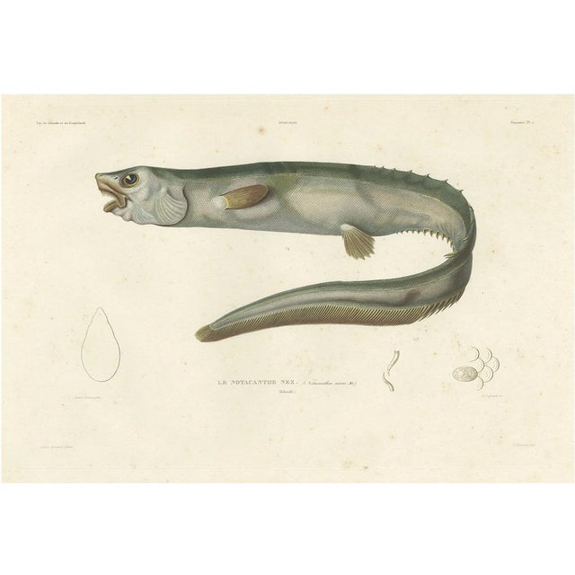 Deep-Sea Spiny Eel, 1845, Paper For Sale - Image 4 of 4