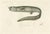 Deep-Sea Spiny Eel, 1845, Paper For Sale - Image 4 of 4