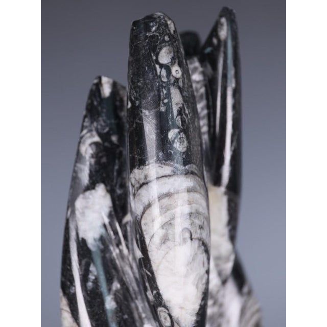 15th Century & Earlier Hand-Carved Orthoceras Fossil Sculptures in Black Limestone, Morocco, Set of 2 For Sale - Image 5 of 15