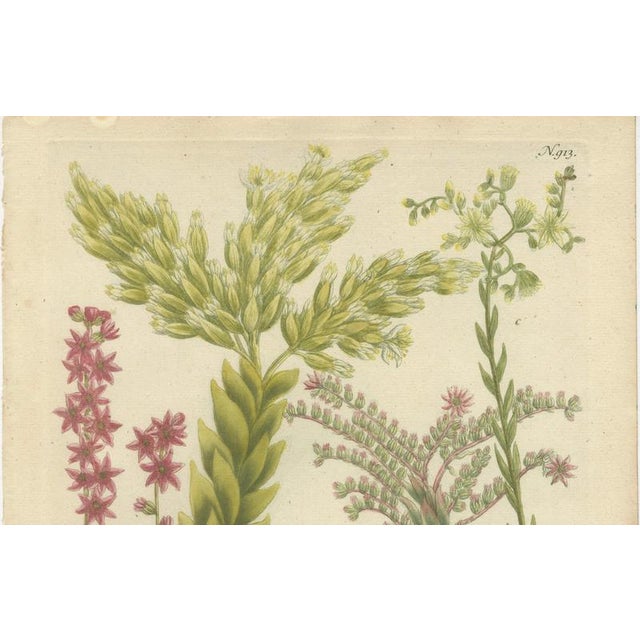 Paper Johann Wilhelm Weinmann, Sedum and Succulent Plants, 1737, Engraving For Sale - Image 7 of 10