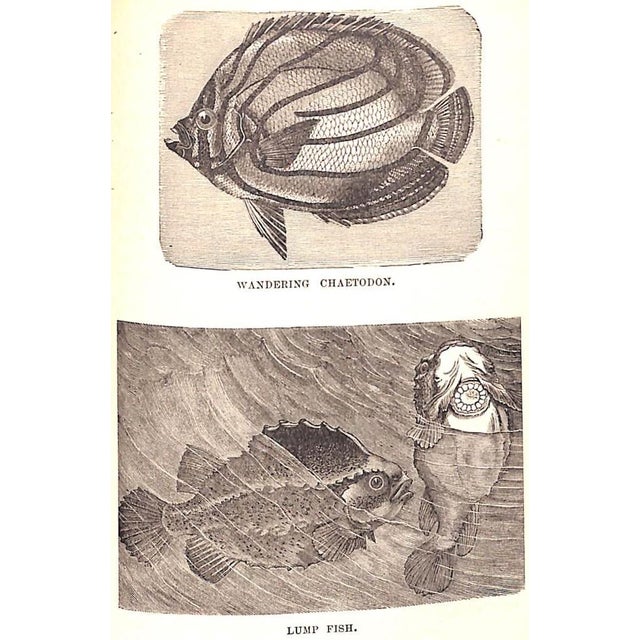 White "The Water World" 1886 Van Dervoort, Prof. J. W. For Sale - Image 8 of 12