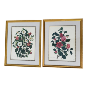 Mid 20th Century Pair of Camellia Prints From the Lithographs by Weddell After Clara Pope