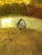 Round Brass Display Tray With Engraved Flowers and Scalloped Rim For Sale In Louisville - Image 6 of 8