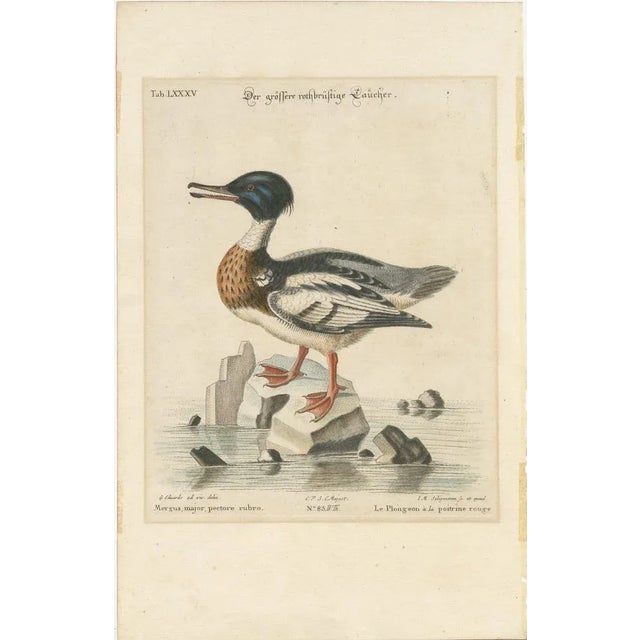 George Edwards, The Red-Breasted Merganser, Hand-Colored Engraving, 1770 For Sale - Image 6 of 6