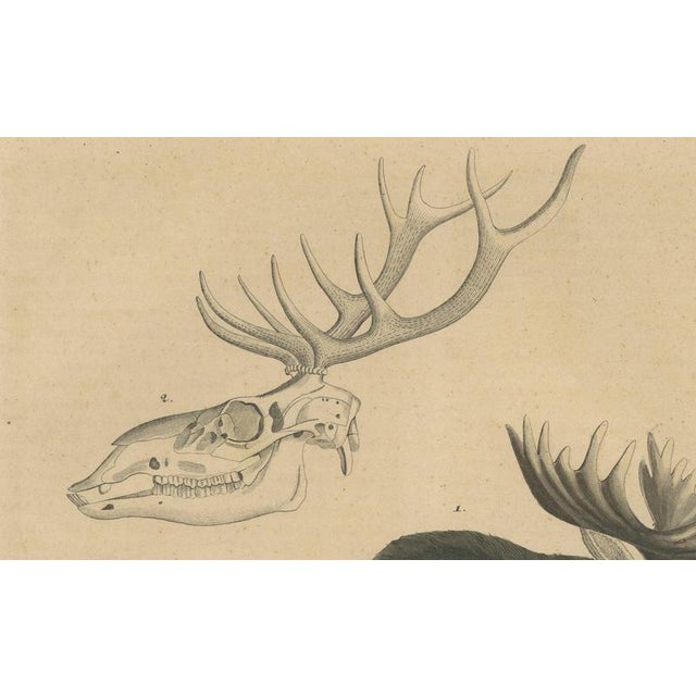 C. Schach, Moose / Eurasian Elk & Antler Anatomy, 1845, Lithograph For Sale - Image 6 of 9