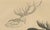 C. Schach, Moose / Eurasian Elk & Antler Anatomy, 1845, Lithograph For Sale - Image 6 of 9
