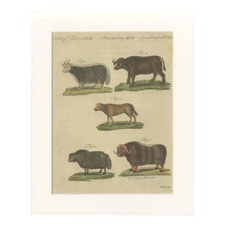Bertuch, Exotic Cattle, Yak & Buffalo, 1800, Engraving For Sale