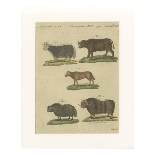 Bertuch, Exotic Cattle, Yak & Buffalo, 1800, Engraving For Sale