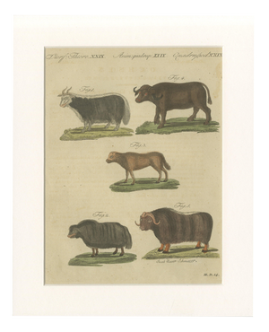 Bertuch, Exotic Cattle, Yak & Buffalo, 1800, Engraving
