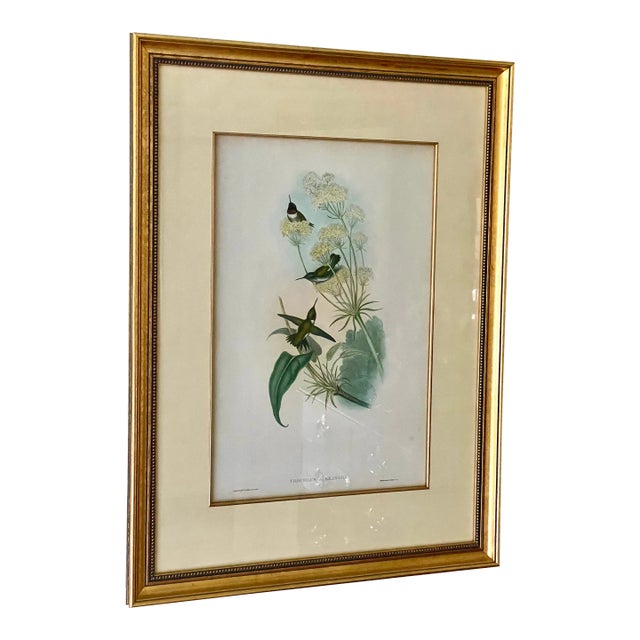 Framed John Gould Purple -Throated Hummingbird 19th Century Rare Trochilus Alexandri Print, Plate 132 For Sale