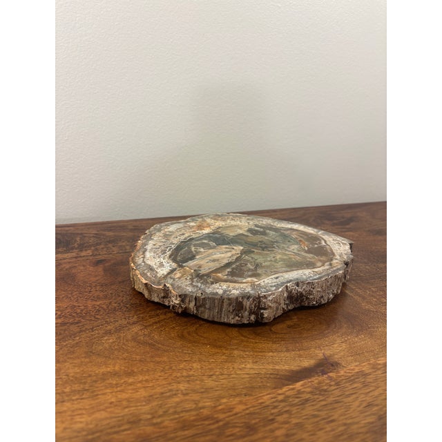Vintage Petrified Wood Specimen Slab Catchall Tray, Sculptural Decor For Sale In Miami - Image 6 of 7