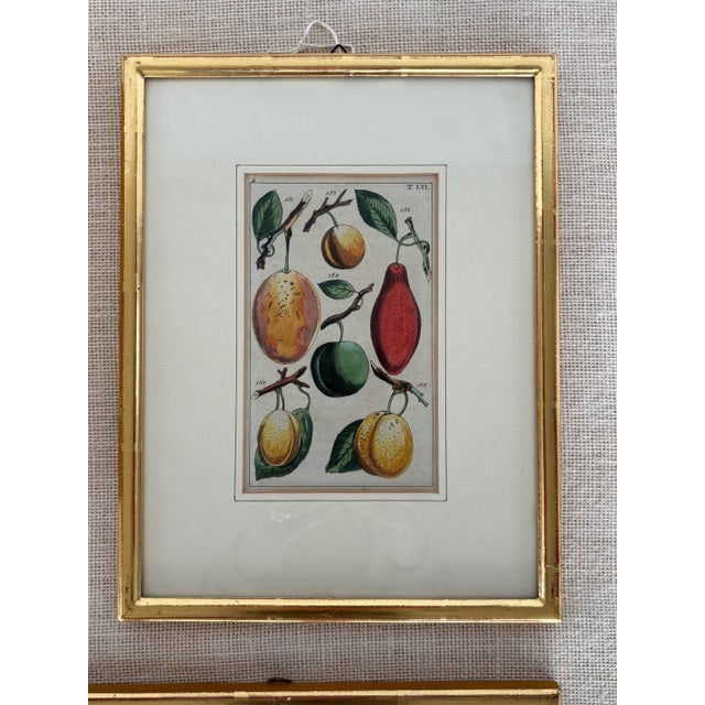 Antique German Hand Colored Botanical (Fruit) Engravings in Gilt Frames, Set of 4 For Sale - Image 4 of 12