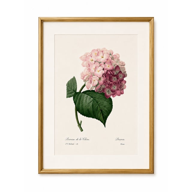 Hydrangea by Pierre-Joseph Redouté, Vintage Botanical Art Print, 24" X 32" For Sale In Buffalo - Image 6 of 8