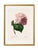 Hydrangea by Pierre-Joseph Redouté, Vintage Botanical Art Print, 24" X 32" For Sale In Buffalo - Image 6 of 8