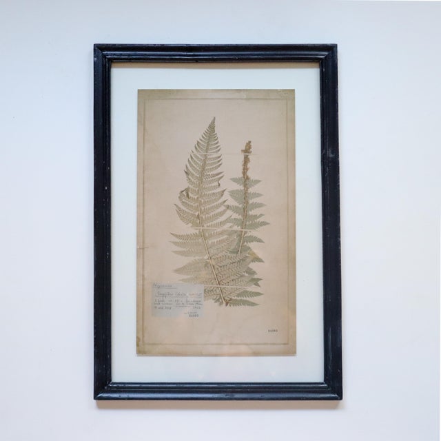 Green Pair of Framed Swiss Herbarium Fern Facsimile Prints, 1948 & 1953 Specimens For Sale - Image 8 of 8