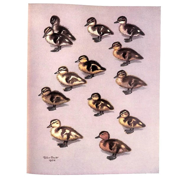 Paper "The Waterfowl of the World: Volumes One & Two" 1956 Delacour, Jean For Sale - Image 7 of 17
