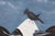 Contemporary Mid 20th Century Cow with Black Bird on Head For Sale - Image 3 of 6