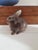 Mid 20th Century Austrian Bunny Rabbit Figurine Easter For Sale - Image 5 of 8