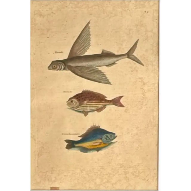 Mark Catesby (British, 1683-1749) Framed Trio of Fish Engraving. These 18th Century engravings originated from Catesby's...