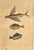 Mark Catesby (British, 1683-1749) Framed Trio of Fish Engraving. These 18th Century engravings originated from Catesby's...