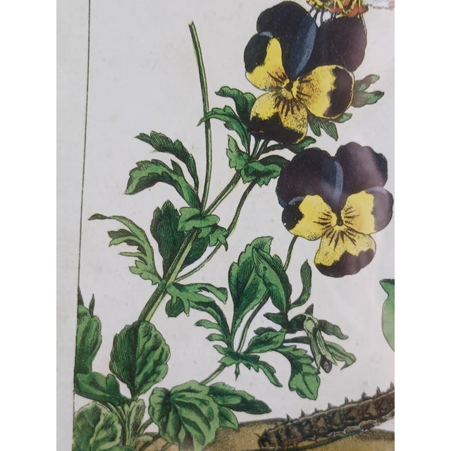 1700's Butterfly Natural History Engravings Reproductions in Contemporary Mirror Frames For Sale - Image 10 of 14