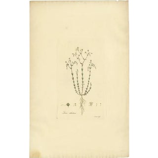 William Curtis, Linum Catharticum, 1817, Engraving For Sale
