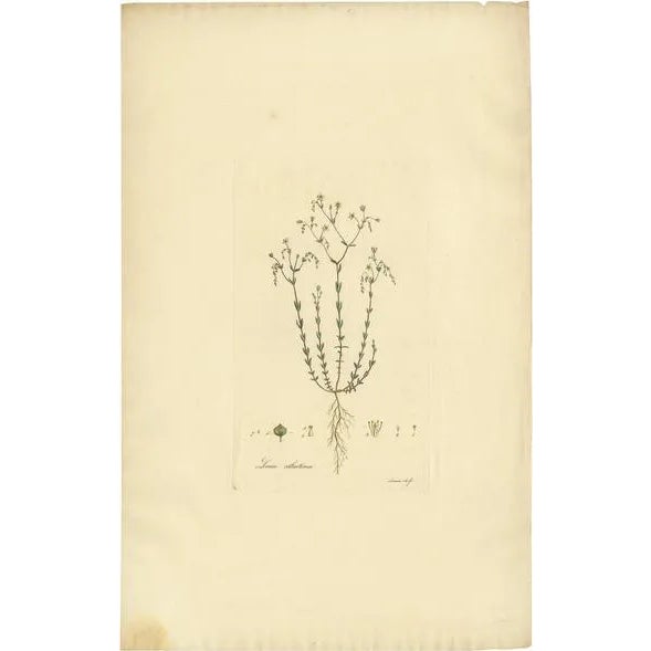 William Curtis, Linum Catharticum, 1817, Engraving For Sale