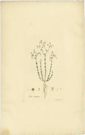William Curtis, Linum Catharticum, 1817, Engraving