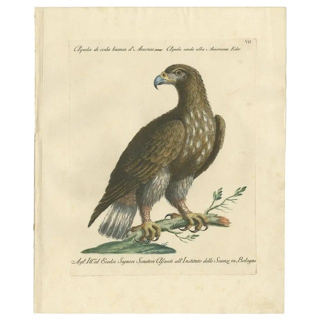 Antique bird print titled 'Aquila di coda Bianca d'America - Aquila cauda Alba Americana Edw'. Beautiful copper engraving...