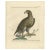 Antique bird print titled 'Aquila di coda Bianca d'America - Aquila cauda Alba Americana Edw'. Beautiful copper engraving...