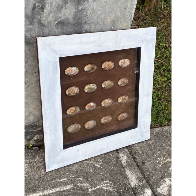 1950s Vintage Coastal Shadow Box Featuring Multiple Abalone Shells. For Sale - Image 5 of 12