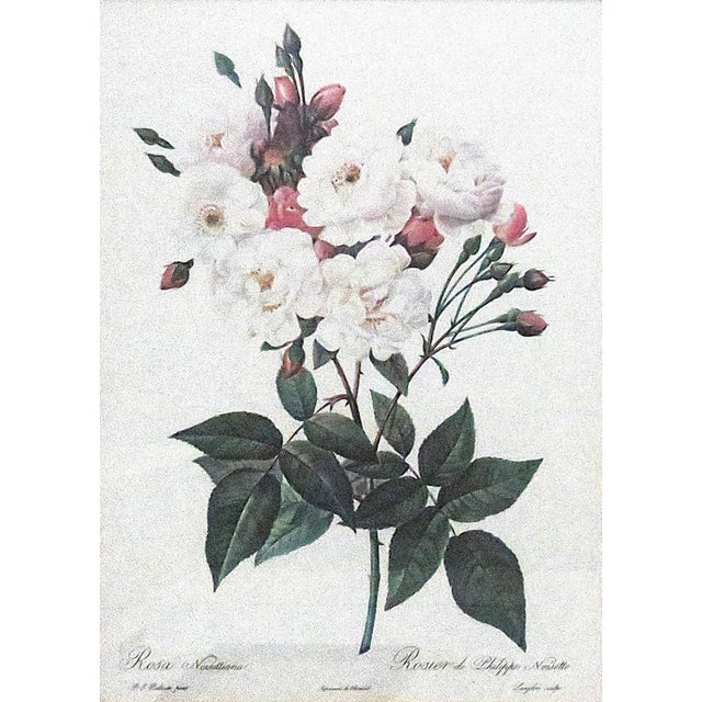 Pair of P. J. Redoute French Botanical Still Life Roses Framed Prints For Sale - Image 4 of 6