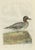 Sepp & Nozeman, Male Eurasian Teal Dutch Bird Print, 1789, Print For Sale - Image 4 of 10
