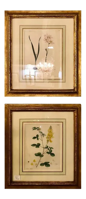 Two of the Hand Colored Botanist Repository Series 1797 Andrews, Henry 'British'