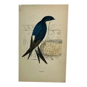 Antique Hand Tinted Bird Print From England Featuring a Blue & White Martin - Circa 1880